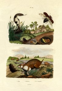 Cobra egipcia, 1833-39 de French School